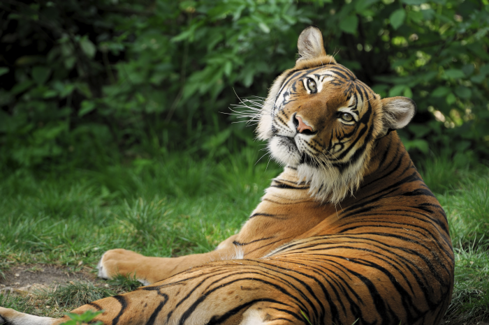 10 Unusual Facts About Tigers