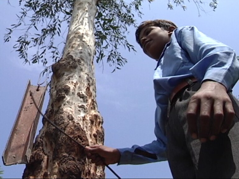 <b>Fear the stick</b><br><br>A child stands in front of a tall tree immitating his teacher at the school.