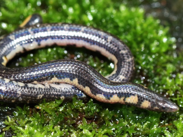 केरल में मिली दुर्लभ शील्डटेल सांप की नई प्रजाति