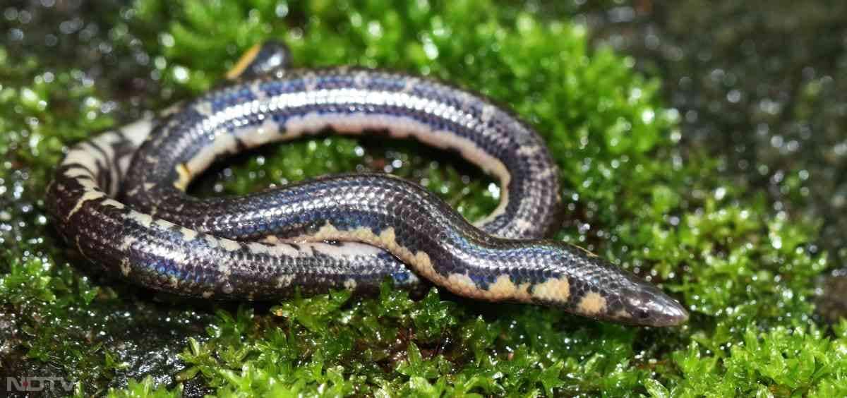 यह सांप दिखने में छोटा है और पूरी तरह गैर विषैला बताया गया है.