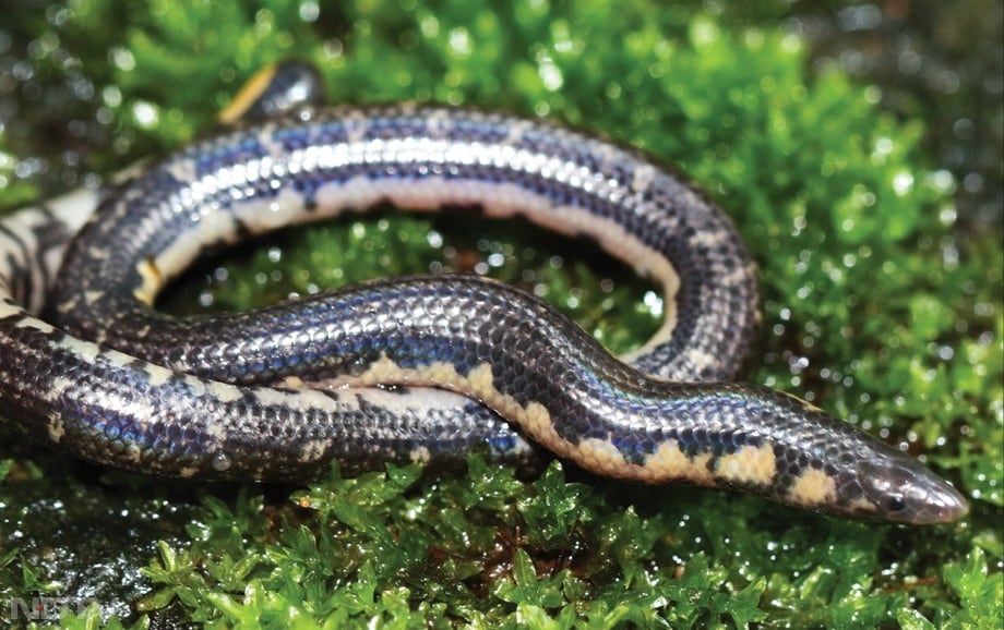 यह सांप जमीन के अंदर रहने वाला जीव माना जाता है.