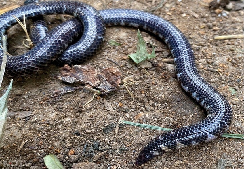 वैज्ञानिकों के अनुसार यह खोज संरक्षण प्रयासों के लिए बेहद महत्वपूर्ण है.