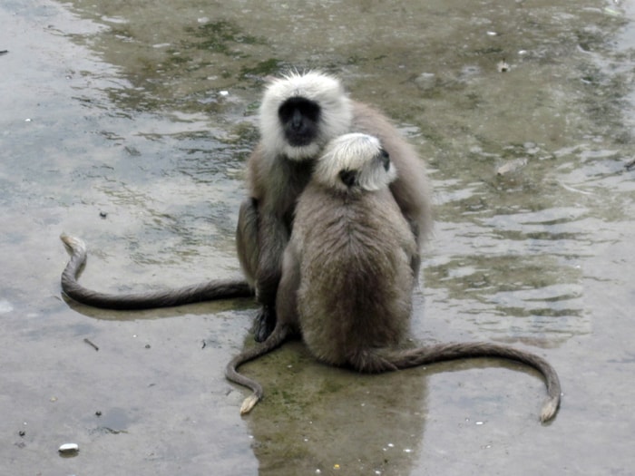 Shantanu Maitra had sent this photo from Kolkata.
