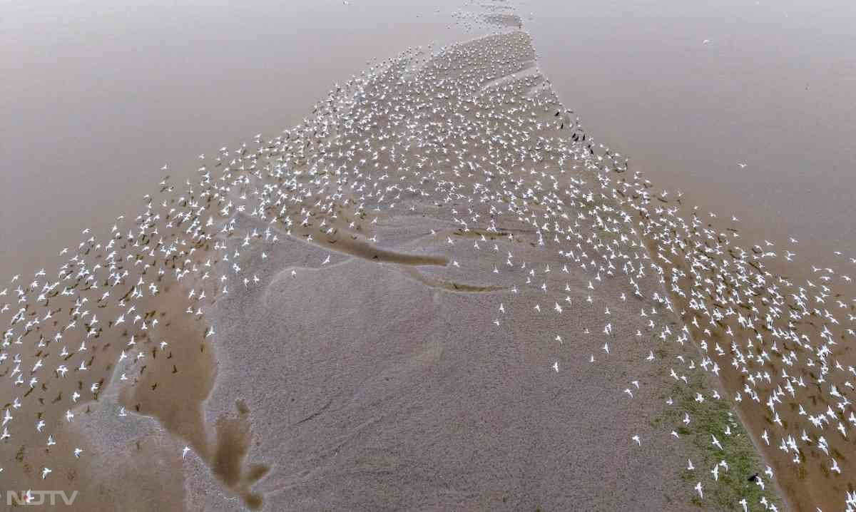 इस मौसम में संगम पर साइबेरियन सीगल के साथ-साथ  बार-हेडेड और दुर्लभ पेरेग्रीन फाल्कन जैसी प्रजातियां देखी जाती हैं.