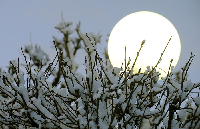 A tree covered with snow is pictured in front of a streetlight on December 17, 2010 in Godewaersvelde, northern France after heavy snowfalls. Thirty-two French departments, or administrative regions, have been warned on December 16, that they face snow and ice over the next 24 hours, with up to five centimetres forecast for the Paris region. The French government was accused last week of being unprepared for the sudden snowstorm and this time round is taking more precautions, with an interministerial crisis cell up and running since early December 16. (AFP Photo)