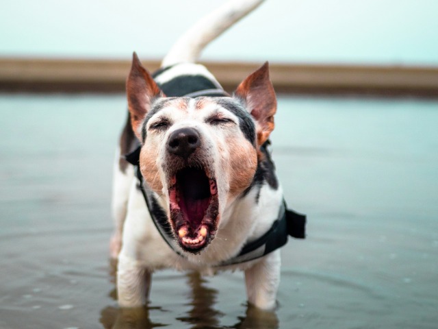 कुत्ता काटने के बाद नहीं जाएगी जान, अगर तुरंत कर लेंगे ये 8 काम