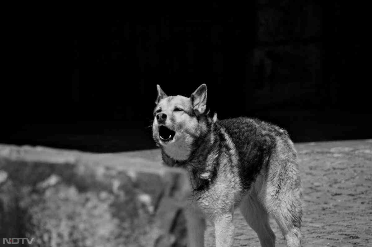 1. कुत्ते के काटने के बाद अगर जख्म से खून बह रहा है तो उसे बहने दें.