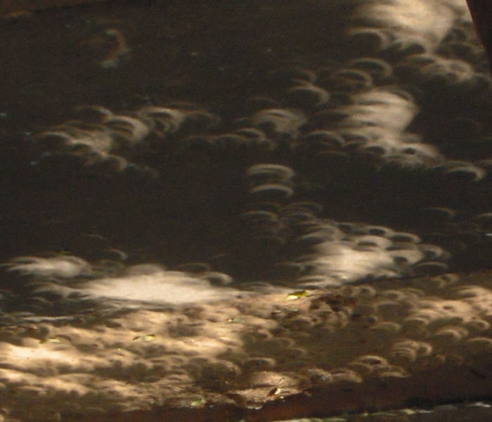 Avid shutterbugs were out capturing the longest annular solar eclipse this century. Here in this picture, Siddarth Sarvanan captures a glorious shot of the sky during the solar eclipse.<br><br><a href="http://www.ndtv.com/convergence/ndtv/new/india.aspx" class="fn fl">Send your solar eclipse photos here</a>