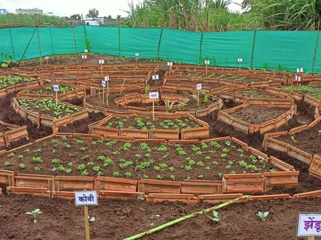 Photo : POSHAN Maah 2020: Various Districts Plant Kitchen Gardens To Tackle Malnutrition