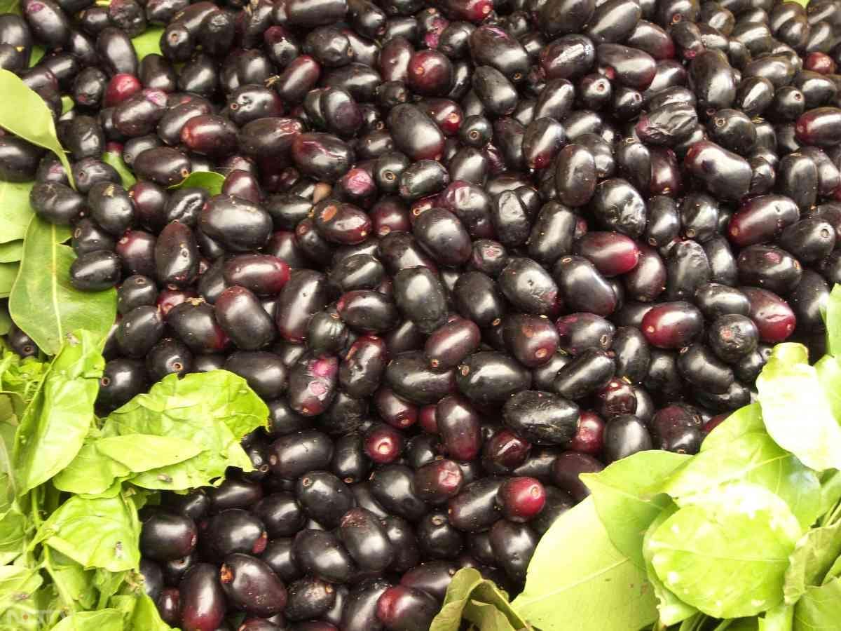 जामुन (Black Plum): जामुन के बीज और फल दोनों में ऐसे तत्व होते हैं जो इंसुलिन के स्तर को नियंत्रित करते हैं