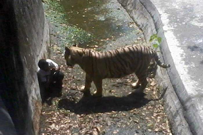 The White Tiger first attacked and later killed the 20-years-old man who fell in its enclosure at the Delhi zoo.