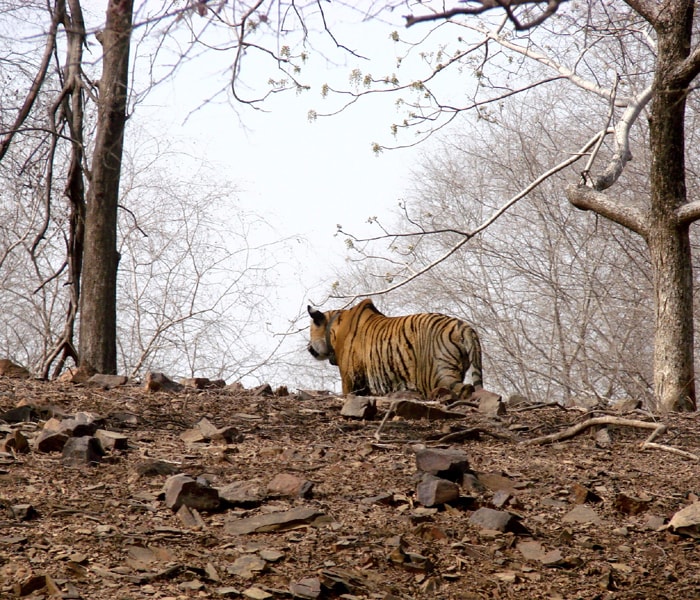 Tigerss in action at Ranthambhore