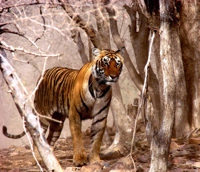 Tigerss in action at Ranthambhore