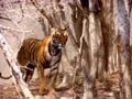 Photo : Tigress in action at Ranthambhore