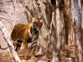 Tigress in action at Ranthambhore