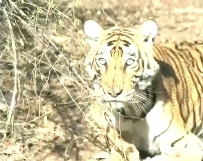 The minister's timely action not only saved the tigress but also her two one-and-a half-month-old cubs who would not have survived without their mother. (Photo courtesy: Bina Kak, Tourism Minister, Rajasthan) The minister's timely action not only saved the tigress but also her two one-and-a half-month-old cubs who would not have survived without their mother. (Photo courtesy: Bina Kak, Tourism Minister, Rajasthan)