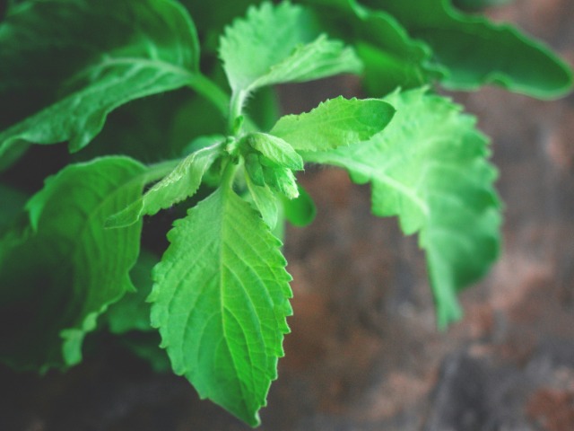 तुलसी के पत्ते खाने के फायदे