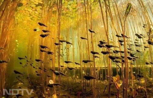 पेड़ ऐसे कैसे बच गए? - झील का पानी इतना ठंडा है कि स्प्रूस पेड़ों के तने 100 साल बाद भी सीधे खड़े हैं.