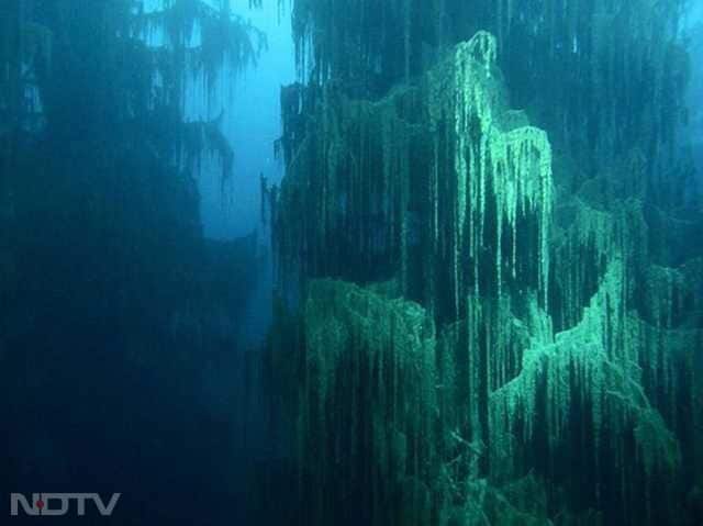 ट्रैवल हॉटस्पॉट - यह दुनिया भर के स्कूबा डाइवर्स, नेचर फोटोग्राफर्स और एक्सप्लोरर्स की फेवरेट जगह है.