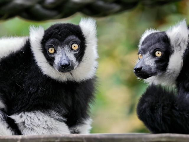 मेडागासकर में पाए जाने वाले इन नायाब जीवों को देखकर आप भी रह जाएंगे दंग मेडागासकर में पाए जाने वाले इन नायाब जीवों को देखकर आप भी रह जाएंगे दंग
