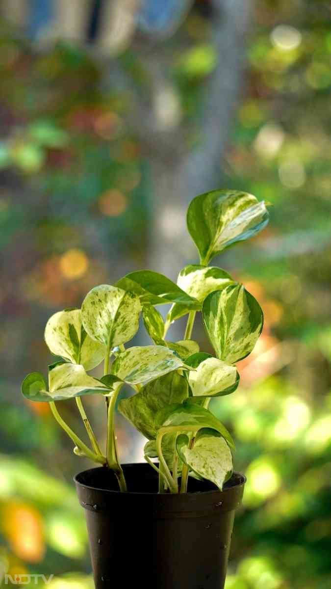 मान्यता है कि सही दिशा में किचन में मनी प्लांट रखने से कर्ज से मुक्ति मिल सकती है.