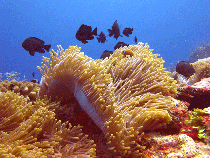 A Anemone with clown fish and three-spot Dascyllus.