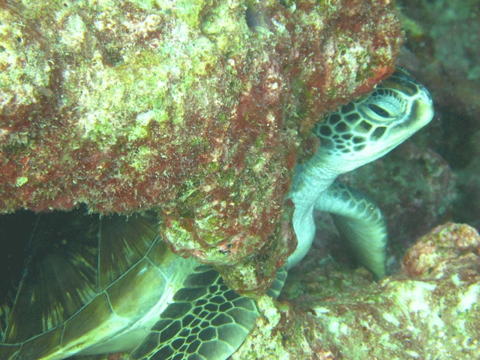 A Green Turtle, Chelonia Mydas.