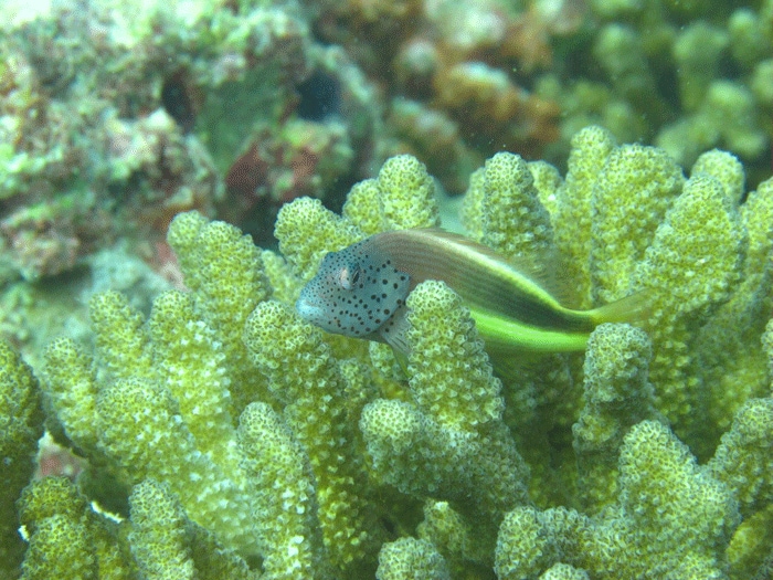 A freckled hawkfish perched on a Pocillopora verrucosa coral.