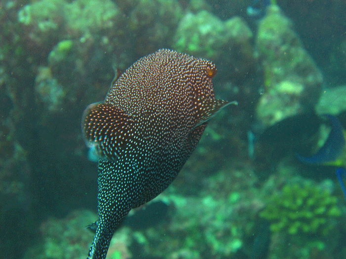 A Guineafowl Puffer, Arothron, Stellatus.