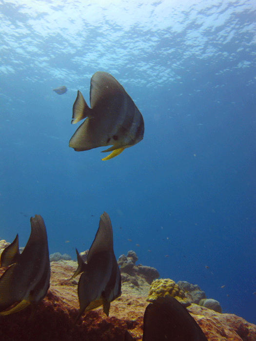 A Orbicular Batfish, Platax Orbicularis.