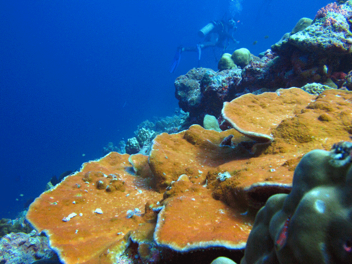 A coral landscape with Montipora Sps.