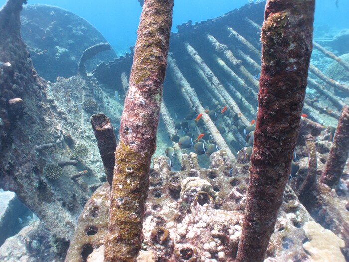 Marine life near one of the steamship wrecks off Minicoy, Lakshadweep.