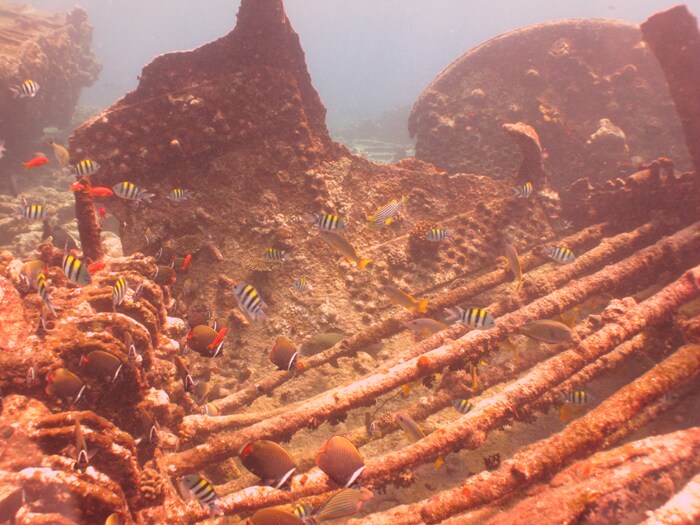 Marine life near one of the steamship wrecks off Minicoy, Lakshadweep.