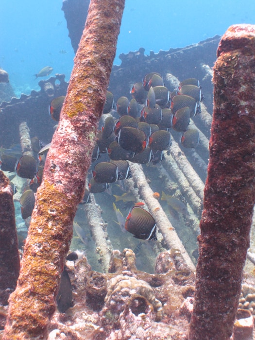 Marine life at one of the steamship wrecks, Lakshadweep.