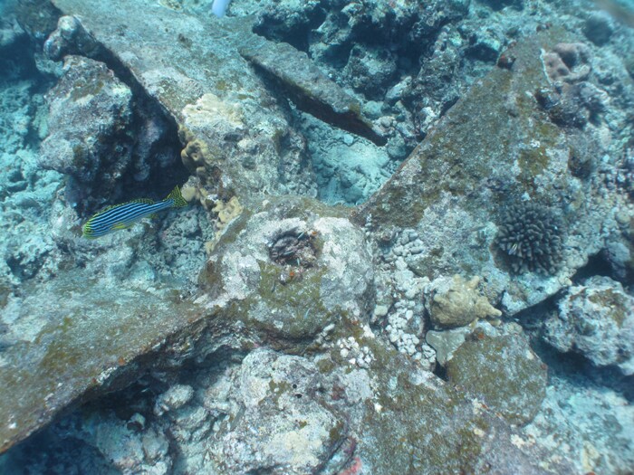 One of the giant propellors of one of the steamship wrecks off Minicoy, Lakshadweep.