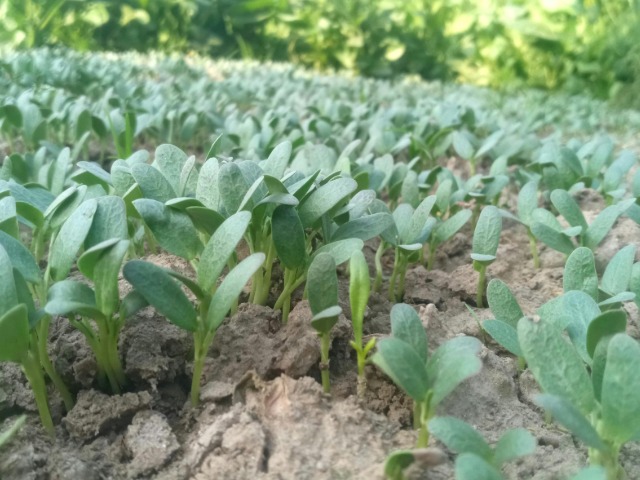 इन 4 पत्तियों में कूट-कूटकर भरा होता है विटामिन B12