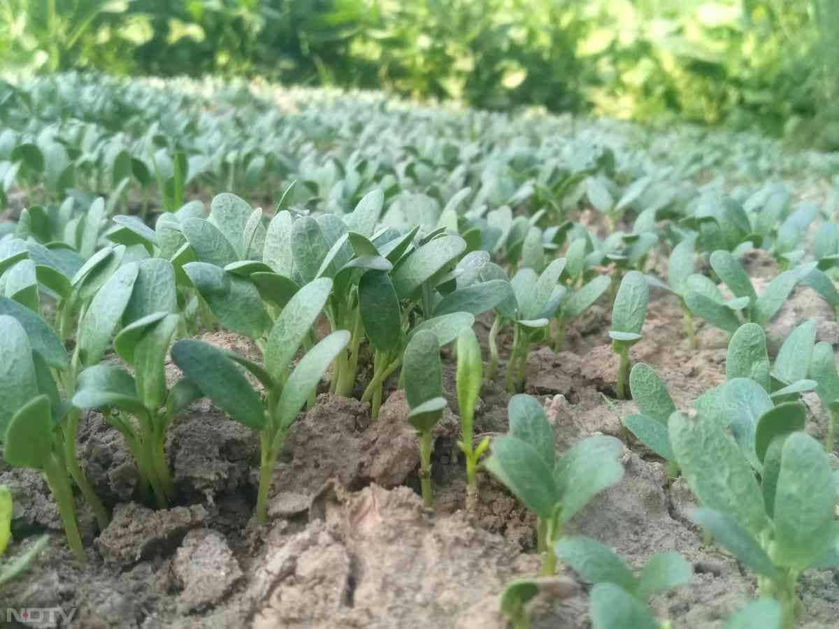 मेथी पत्तियां विटामिन B12 का अच्छा स्रोत बनकर कमजोरी कम करती हैं.