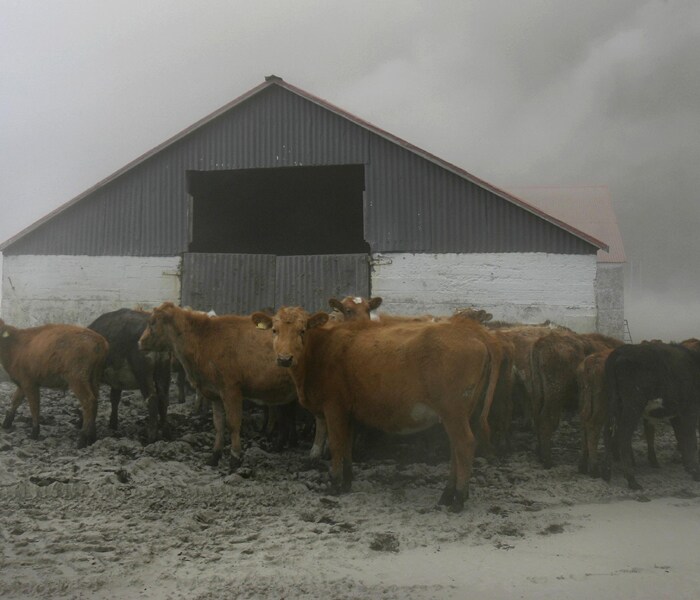 Cattle herded to be given shelter from the volcanic ash clouds at a farm in Nupur, Iceland. (AP Photo)