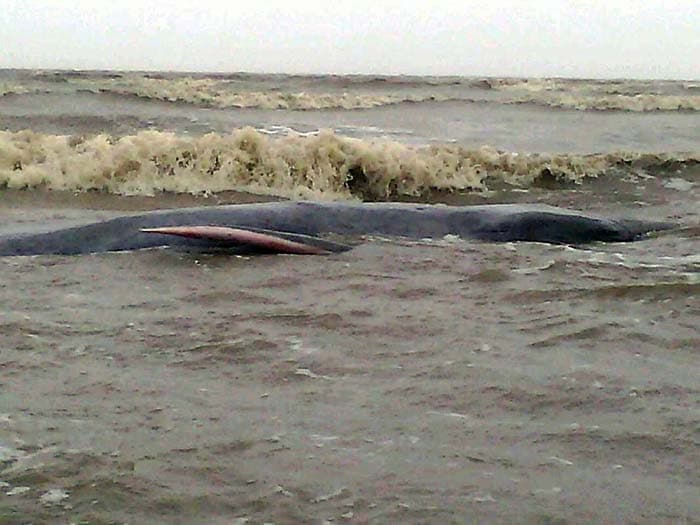 Giant Whale Washes Ashore at Alibaug Beach