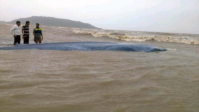 Giant Whale Washes Ashore at Alibaug Beach