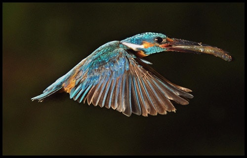 Award-winning wildlife photos