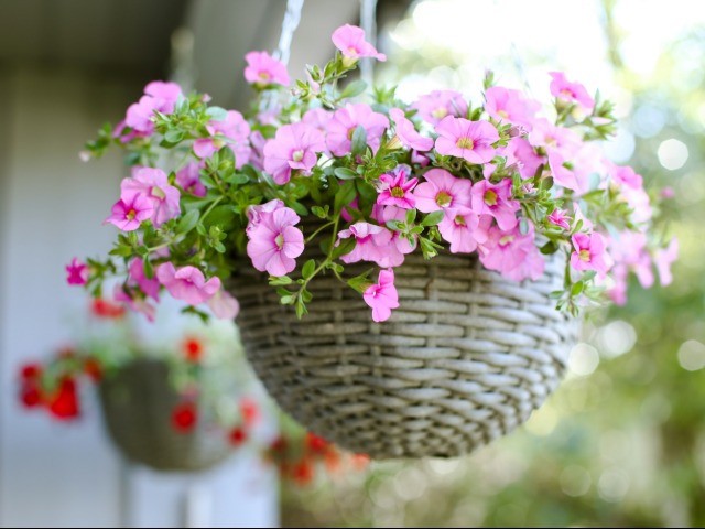 दिसंबर महीने में गमलों में उगाने वाले 7 फूल