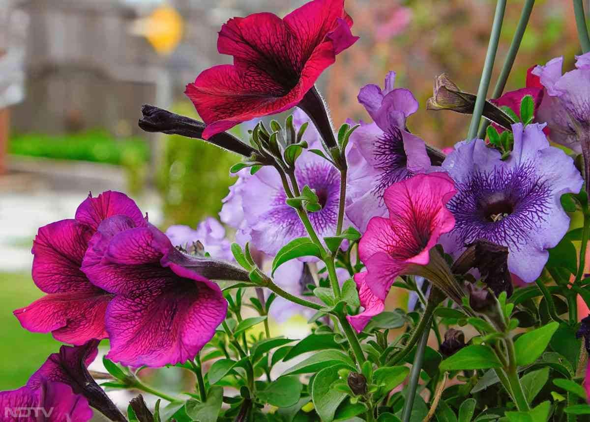 4. पेटुनिया - ये फूल इतने रंगों में होते कि विश्वास करना मुश्किल होता है.