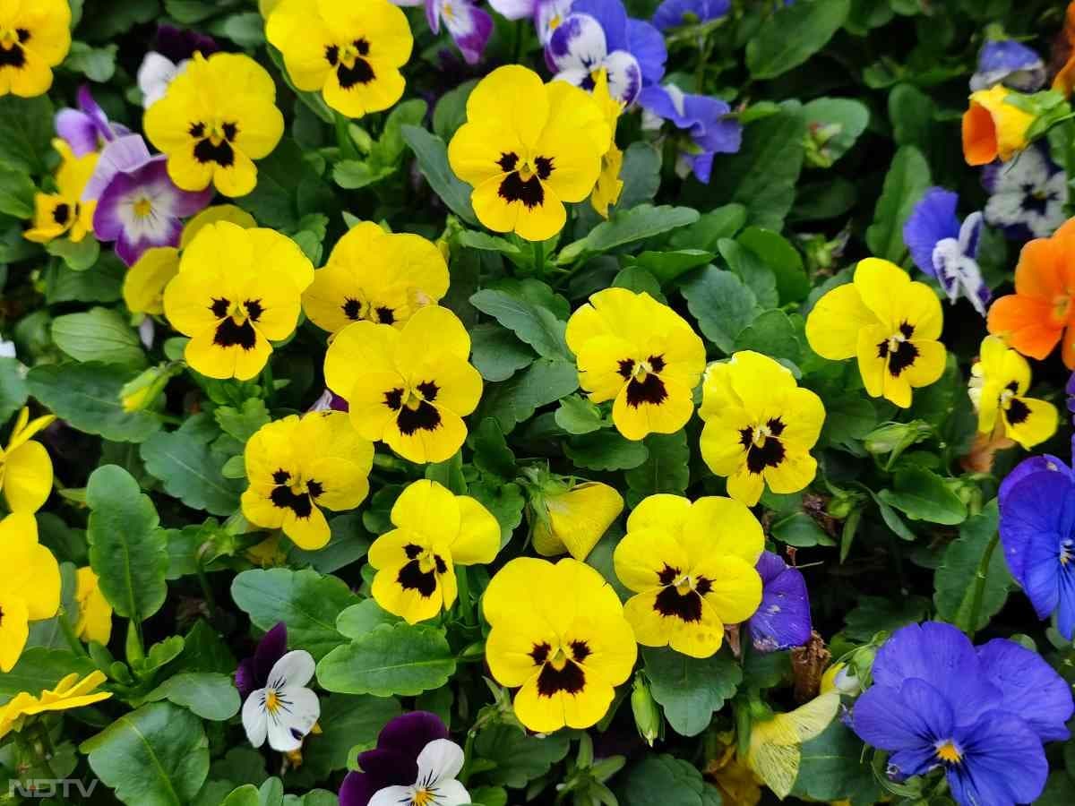 5. पैंसी - ये देखने में गु्स्से वाले फूल लगें, लेकिन काफी खूबसूरत लगते हैं.
