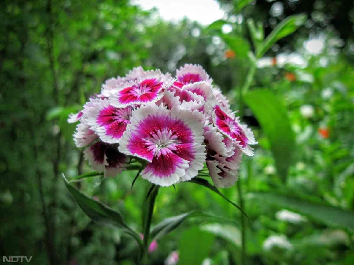 6. डायन्थस - ड्यूल कलर में आने वाले ये फूल छोटे पौधों में भी आ जाते हैं.