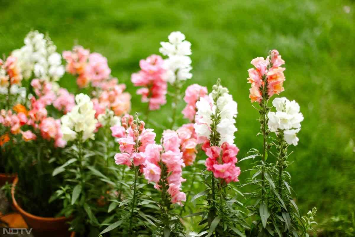 7. स्नैपड्रैगन - ये फूल आपने बुके में देखें होंगे, लेकिन गमलों में भी कमाल लगते हैं.