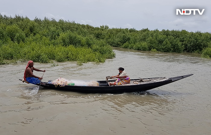 World Environment Day 2022: How Climatic Change Depleting Lives in Sundarbans