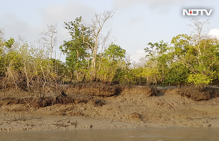 World Environment Day 2022: How Climatic Change Depleting Lives in Sundarbans