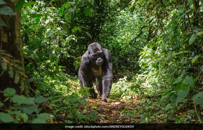 इंटरनेशनल यूनियन फॉर कंजर्वेशन ऑफ नेचर (आईयूसीएन) के अनुसार खतरे वाली प्रजातियों की लाल सूची, जंगली जीवों और वनस्पतियों की 8,400 से ज्यादा प्रजातियां गंभीर रूप से खतरे में हैं, वहीं लगभग 30,000 प्रजातियां या तो विलुप्ति की कगार पर हैं या कमजोर हैं.