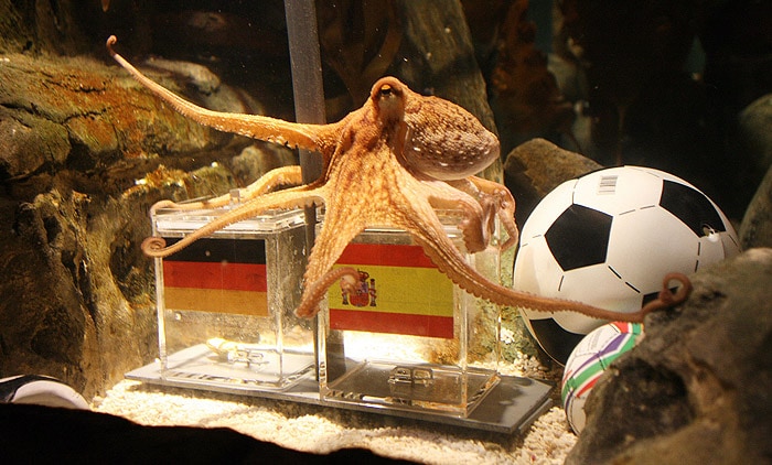 This eight-legged cephalopod became a phenomenon during the 2010 FIFA World Cup with his bang-on predictions of the Germany matches. After Germany's ouster from the tournament, he correctly predicted the World Cup winner ? Spain.<br><br>His Modus Operandi: An aquarium worker lowered two plastic boxes into his tank. Each had the flag of the two teams playing a match. Both boxes had a mussel each. The box Paul picked a mussel from to eat was the team he said would win.<br><br>Paul, who lived at the Sea Life Aquarium in the western German city of Oberhausen, was the only one listed under Noted People from Oberhausen on Wikipedia.<br><br>Also known as Octopus Oracle, who had become more famous than some of the biggest soccer stars during the football mega event, Paul had received death threats, especially from Argentina, where a chef reportedly described in detail on a facebook post of how he would murder and cook him.<br><br>The two-year-old octopus, however, died a natural death on October 26.